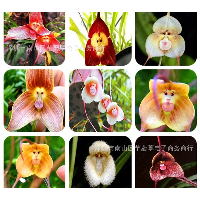เมล็ดพันธุ์-กล้วยไม้หน้าลิง-ต้นไม้ประดับ-คละลายmonkey-face-orchid-bonsai-plant-house-garden-flower-seeds-10เมล็ด