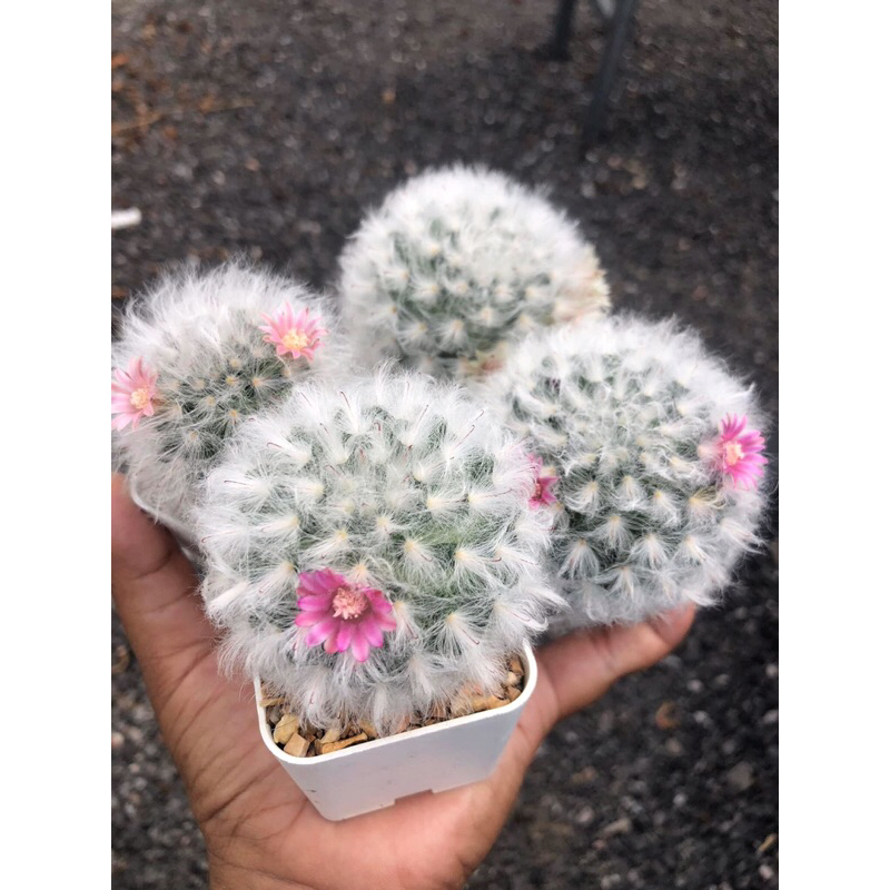 แมมขนแกะ-mammillaria-bocasana-cv-multilanata-พ่อค้าคัดให้ครับ