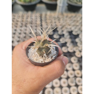 หนามกระดาษ (Tephrocactus articulatus var. papyracanthus) อยู่ในกระถาง 2 นิ้ว