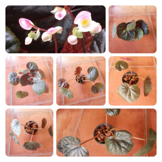 ต้นบิโกเนีย Begonia ไม้ในร่ม ไม้ประดับสวน ตกแต่งสวน  (ส่งพร้อมกระถาง3นิ้ว)