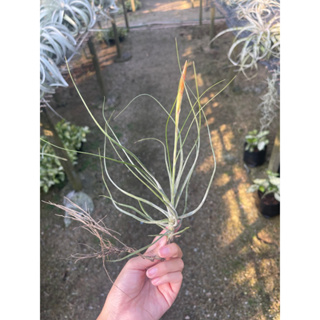 Tillandsia Schiedeana major