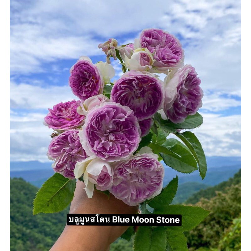 กุหลาบ-บลูมูนสโตน Blue Moon Stone .. หอมแรงกลิ่นตะไคร้หอม ดอกทรงถ้วย ...