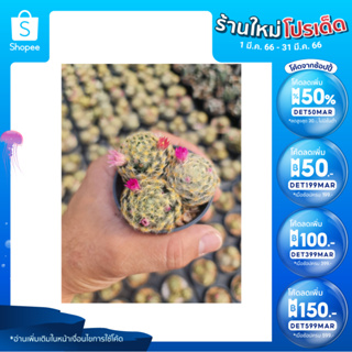 🎉เหลือ 17.- กรอกโค้ดDET50MAR ] ขนนกเหลือง Mammillaria Schiedeana มีสามหน่อในกระถาง 2.5นิ้ว