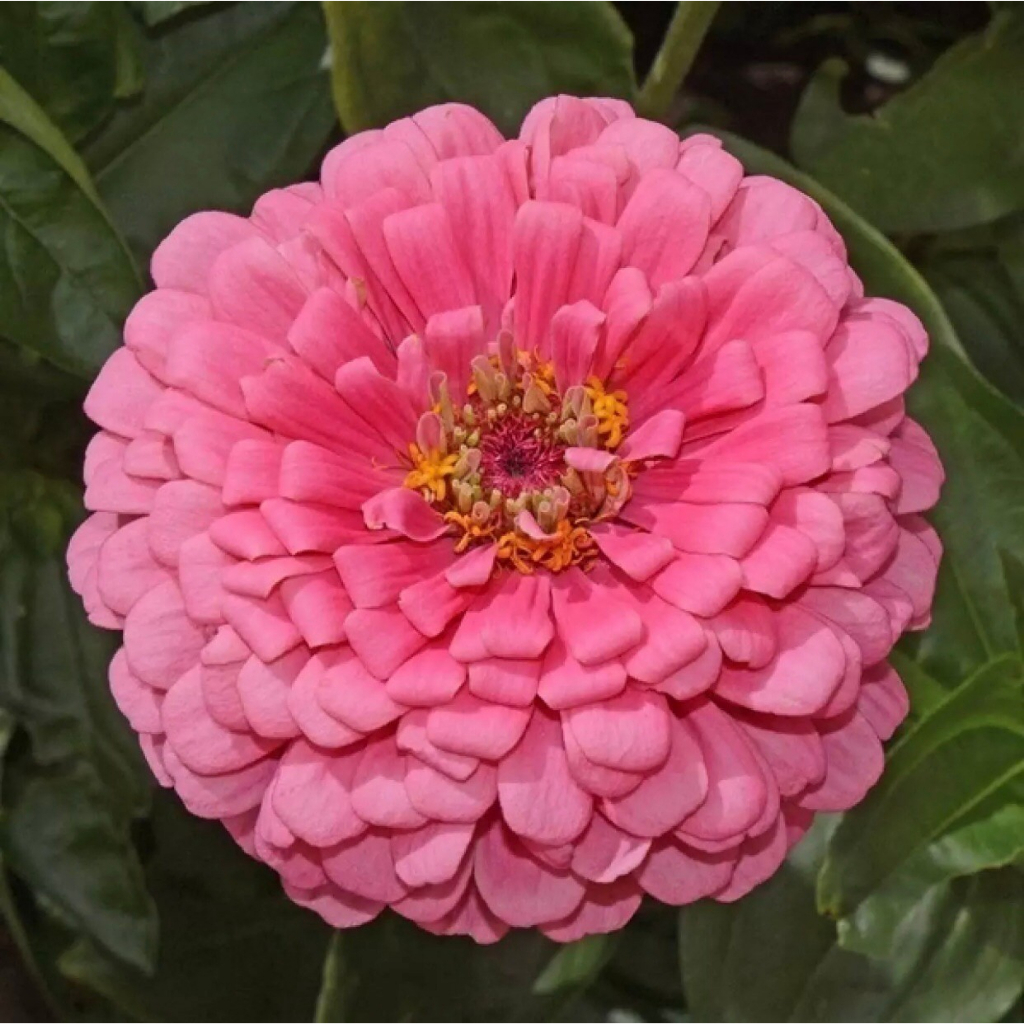 เมล็ดพันธุ์-ดอกบานชื่นคละสี-20-เมล็ด-mixed-zinnia-flower-seed-เมล็ดพันธุ์แท้-ดอกบานชื่นซ้อน-เมล็ดบานชื่น