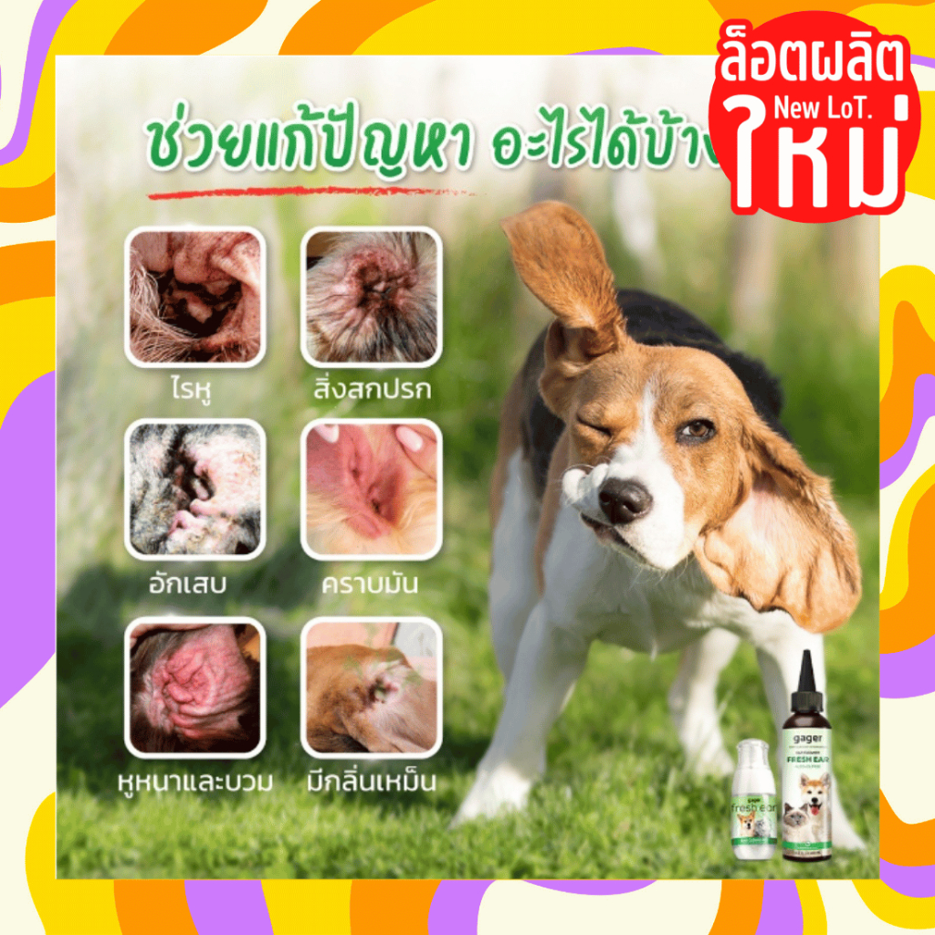 ของใหม่-แท้-gager-กาเจอร์-น้ำยา-เช็ดหู-โลชั่น-ทำความสะอาดหู-แมว-สุนัข-หมา-ช่วยลดกลิ่น-ป้องกันไรหู-50-ml