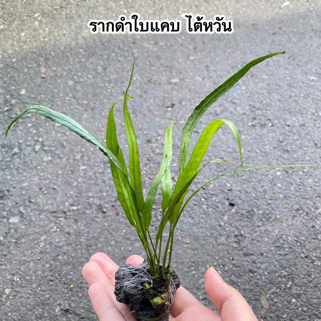 เฟิร์นรากดำพันหิน-หลายชนิด-ไม้น้ำ