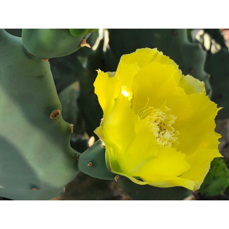 โอพันเทียโอลเม็กซิโก-opuntia-old-mexico-ขายแบบมีรากแล้ว