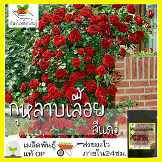 เมล็ดพันธุ์ กุหลาบเลื้อย กุหลาบ สีแดง 30 เมล็ด Red Rose Seed เมล็ดพันธุ์