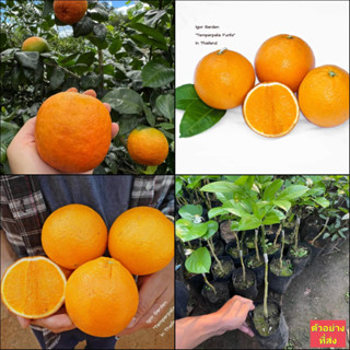 (1ต้น)  ต้น ส้มออสเตรเลีย เมอร์คอส ไร้เมล็ด แท้ 100% ต้นส้มออสเตรเลีย Australia orange mor cos / พิสุทธิ์