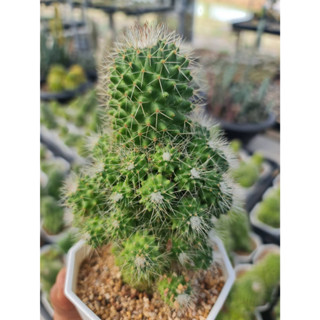 แมมคริสมาส mammillaria spinosissima  อยู่ในกระถาง 4"