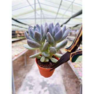 Echeveria Pachyfitum