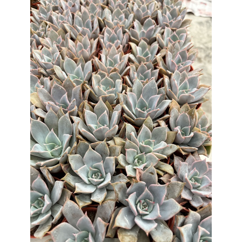 echeveria-lila-ciana-ใบยาว-กุหลาบหินสีชมพู