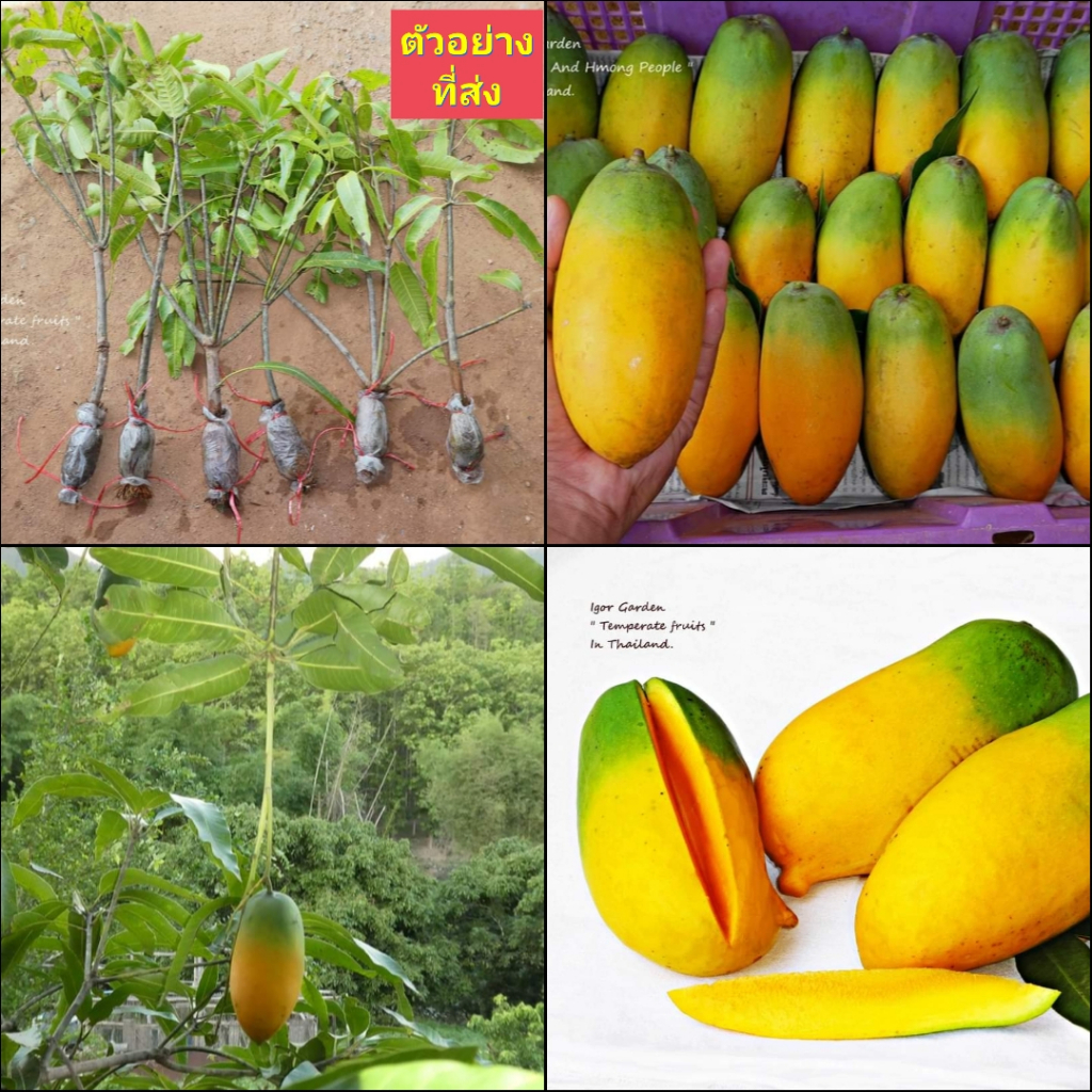 1กิ่งตอน-กิ่งตอน-มะม่วงอินเดีย-พันธุ์-แบงกาโลร่า-bangalora-mango-มะม่วง-ต้นมะม่วง-พิสุทธิ์