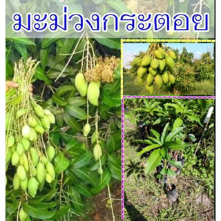 (2ต้น) ต้น ต้นมะม่วงกระตอย เสียบยอด มะม่วงกระตอย ต้นมะม่วง มะม่วง / อภิชาติ