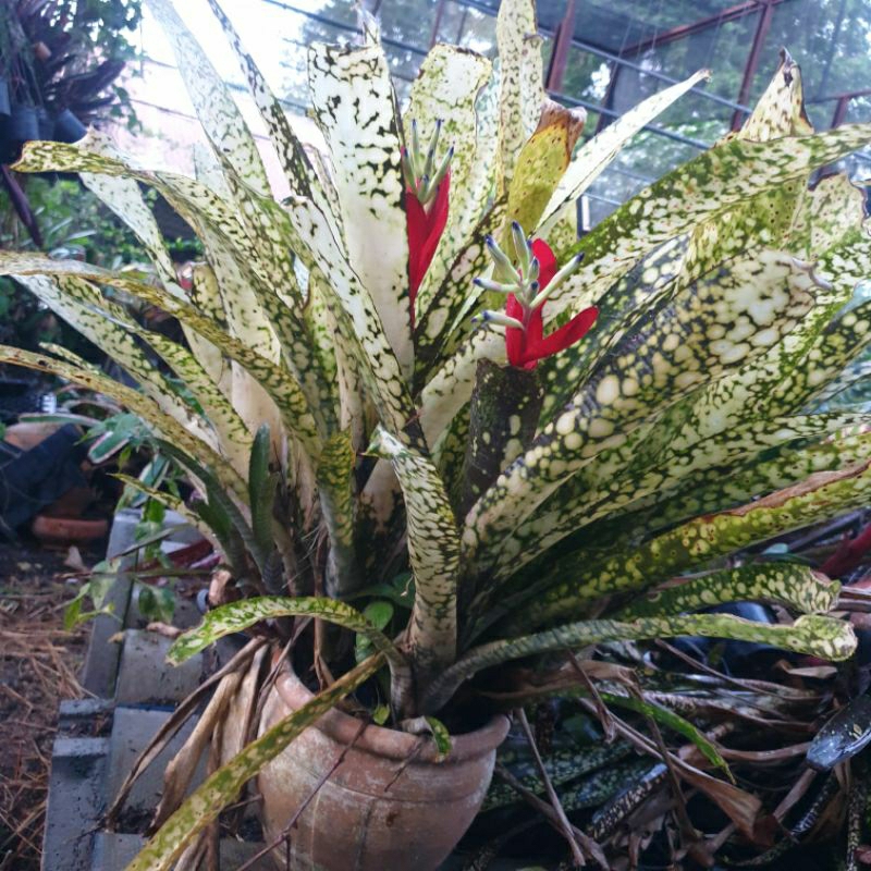 ขายหน่อ-หรือต้นลูก-สับปะรดสี-bromeliads-ไม้มงคล-ไม้ด่าง-ไม้ประดับ-ไม้จัดสวน-ไม้ใบสวย