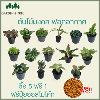 ภาพหน้าปกสินค้าต้นไม้จิ๋ว ต้นไม้มงคลราคา 20 บาท ซื้อ 5 แถม 1🪴สั่งขั้นต่ำ 2 ต้นนะคะ ชุดที่1 ที่เกี่ยวข้อง