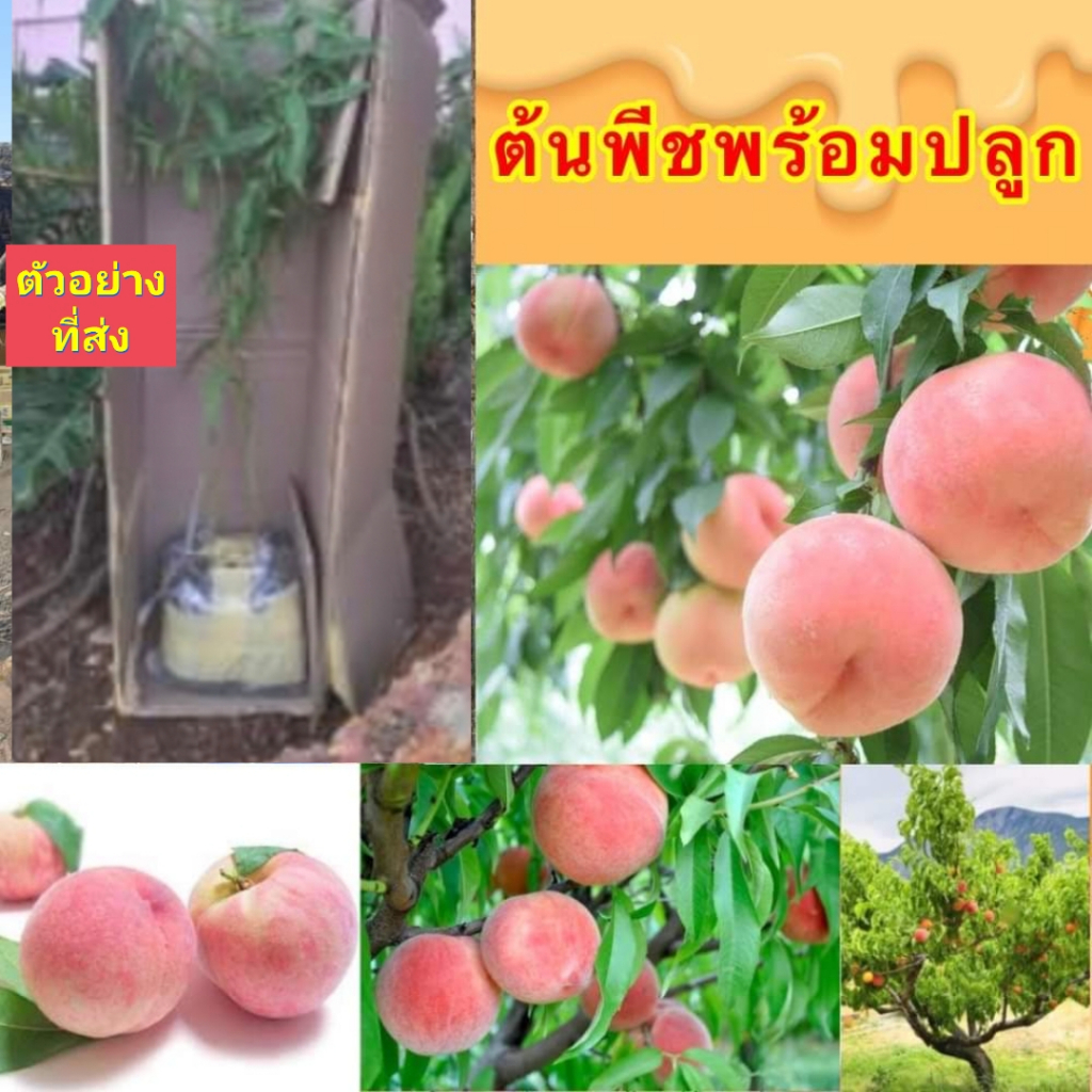 2ต้น-ต้น-ต้นลูกพีช-ต้นลูกท้อ-ลูกพีช-ลูกท้อ-peach-peaches-อภิชาติ