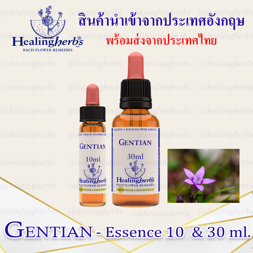(Gentian) Bach Flower Essence (droppler) ขนาด 10 ml. หรือ 30 ml. ของแท้ ...