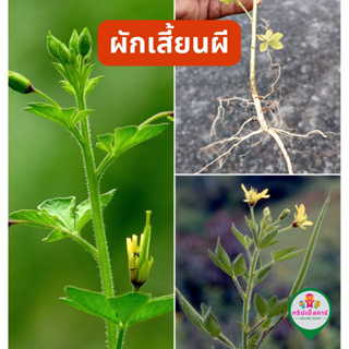 ผักเสี้ยนผี  Cleome viscosa Linn. ต้นสด ใช้ทำยาสมุนไพรพื้นบ้านหรือจะนำไปปลูกก็ได้