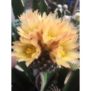 cactus โคเปียโป copiapoa montana ไม้กราฟตอสามเหลี่ยม