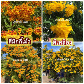 ต้นทองอุไร สีมิกกี้เม้า สีเหลือง (กระถาง 5 นิ้ว)