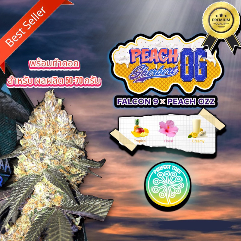 กิ่งชำ-peach-sherbert-og-perfect-trees-ค่ายดัง-คัดฟีโนไทป์อย่างดีที่สุด-หากไม่มั่นใจขอดูรูปเพิ่มเติม-ก่อนสั่งซื้อ