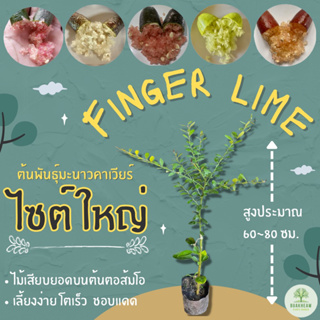 ต้นพันธุ์มะนาวคาเวียร์ 60~80 ซม.มะนาวนิ้วมือ มะนาวไข่ปลา Finger Lime **แถมฟรี!! แถมผลให้ลองชิมทุกออเดอร์จนกว่าของจะหมด**