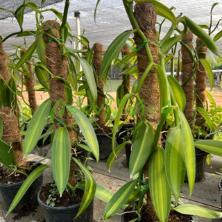 ภาพขนาดย่อของภาพหน้าปกสินค้าต้นวานิลลาใบด่าง พร้อมกระถาง 6 นิ้ว ความสูง 55 ซม. (Variegated Vanilla Orchid Plant) จากร้าน bangkokgreen บน Shopee ภาพที่ 1