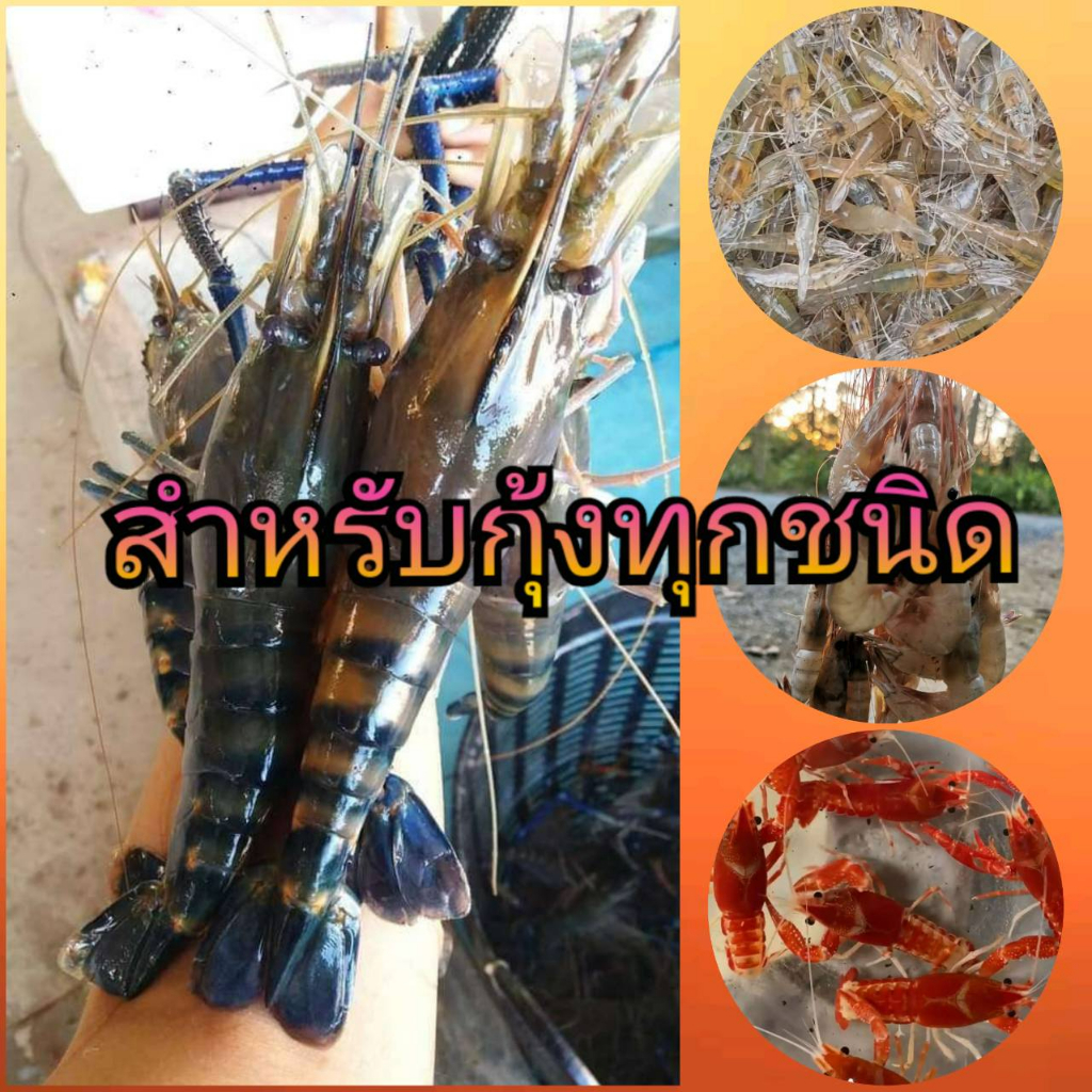 อาหารกุ้งพรีเมี่ยม-โปรตีน-43-ยกกระสอบ-พรีเมี่ยม-โปรตีนสูง-โตเร็ว-สำหรับกุ้งทุกชนิดและสัตว์น้ำ