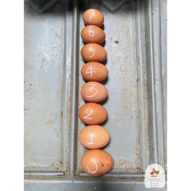 ไข่ไก่เบอร์-0-จัมโบ้-สด-ใหม่-จากฟาร์ม-ไข่ออกทุกวัน