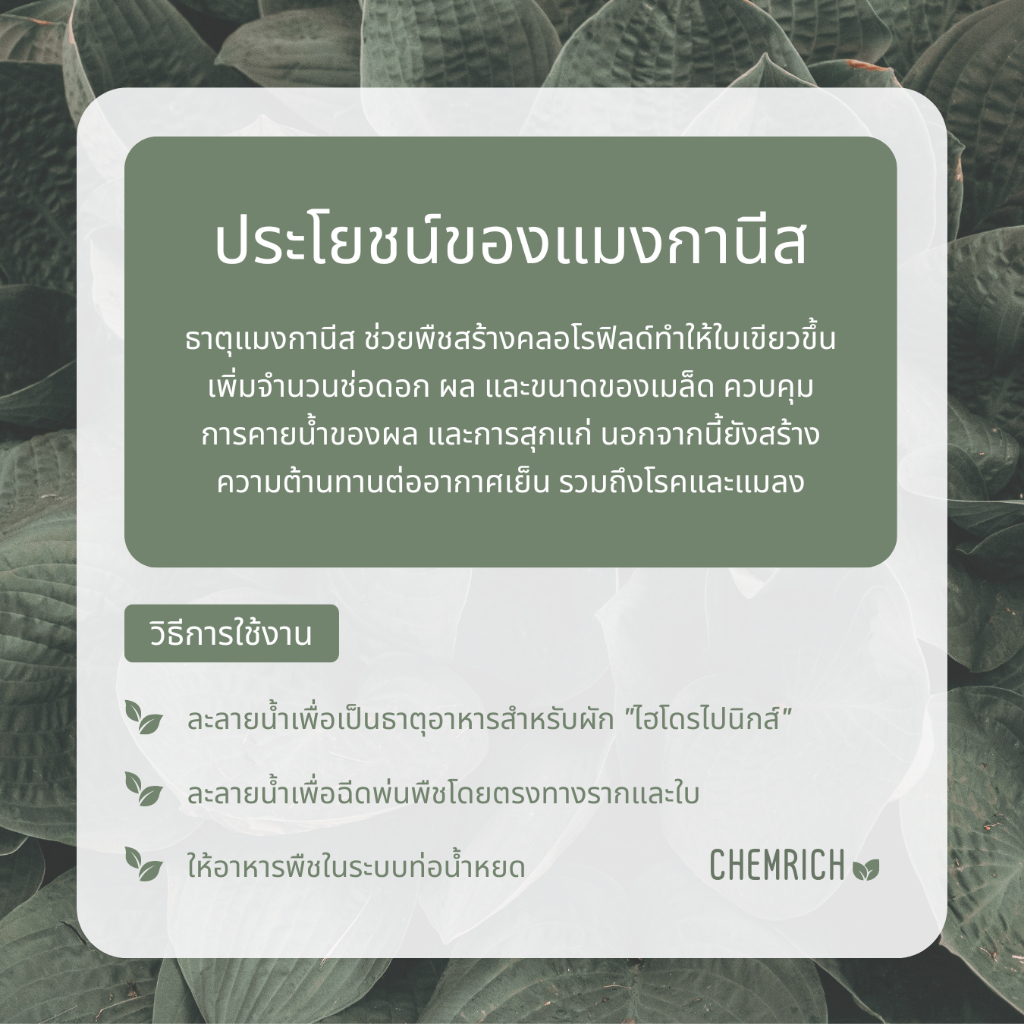 100g-500g-แมงกานีสคีเลต-แมงกานีส-จุลธาตุแมงกานีส-ช่วยพืชสังเคราะห์แสง-mn-edta-manganese-chelate-chemrich