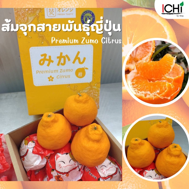 🍊ส้มจุกสายพันธุ์ญี่ปุ่นยกลัง (4-4.5kg.รวมกล่อง) หวานอร่อย เกล็ดแน่นๆ ...