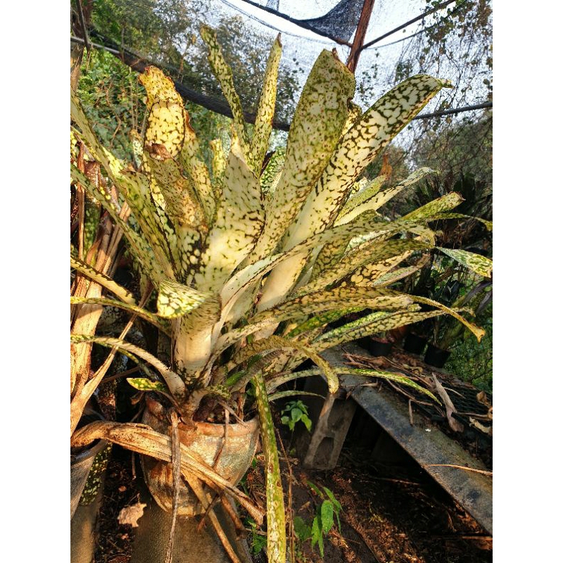 ขายหน่อ-หรือต้นลูก-สับปะรดสี-bromeliads-ไม้มงคล-ไม้ด่าง-ไม้ประดับ-ไม้จัดสวน-ไม้ใบสวย