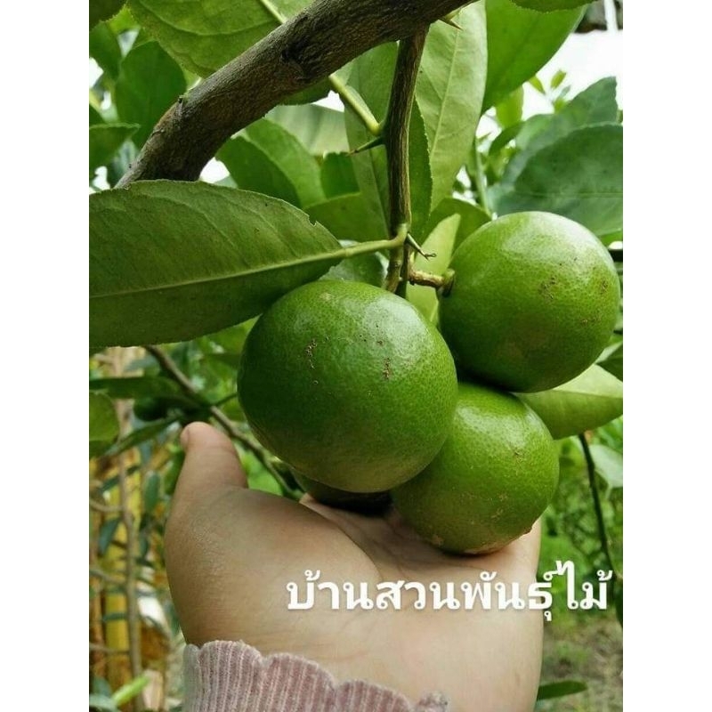 ต้นมะนาว-พันธุ์แป้นพิจิตร-1