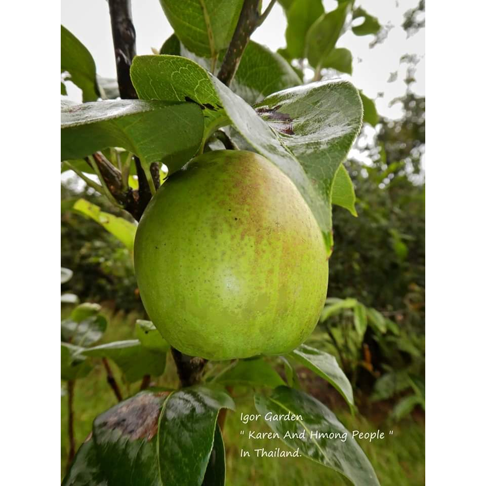 1กิ่งตอน-กิ่งตอน-ลูกแพรเขียว-พันธุ์-อัลจู-anjou-pears-ลูกแพร-พิสุทธิ์