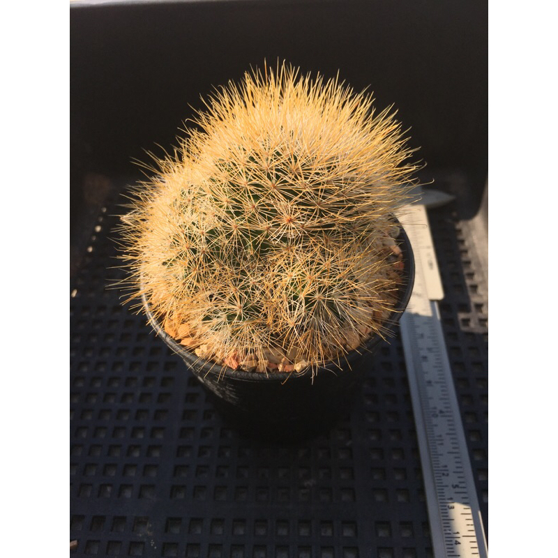 mammillaria-marcosii-yellow-spines-แมมเยลโล่สปิ้น