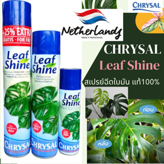 พร้อมส่ง ‼️สเปรย์ฉีดใบมัน คริสซอล (Chrysal Leaf Shine) สเปรย์ฉีดใบมัน สเปรย์ใบมันแท้100%