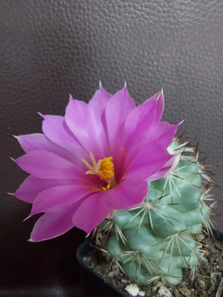 แมมชูแมน ไซส์ใหญ่ ให้ดอกแล้วทุกต้น คละดอก Mammillaria schumannii.  Hildm