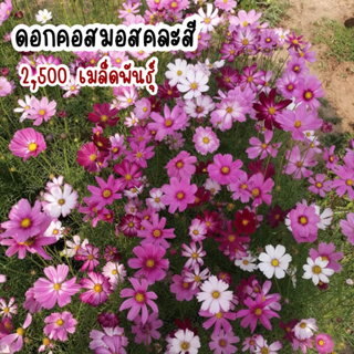 เมล็ดพันธุ์ดอกคอสมอส2,500เมล็ด🌸ปลูกง่ายโตไวเมล็ดพันธุ์OPแท้