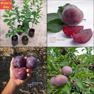 (1ต้น) ต้น ลูกพลัม พันธุ์ เบอร์กันดี้ Bergundy Plums ต้นลูกพลัม ต้นพลัม พลัม / พิสุทธิ์