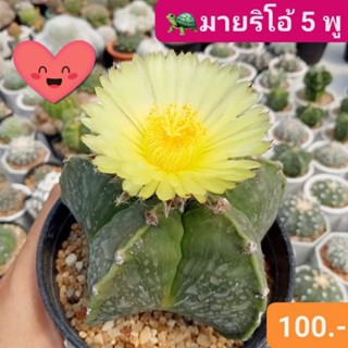 🦄👑มายริโอ้ 5 พู สวยดุจดวงดาว✨⭐แคคตัสดอกใหญ่มีกลิ่นหอม ออกดอกตลอดปี🌸