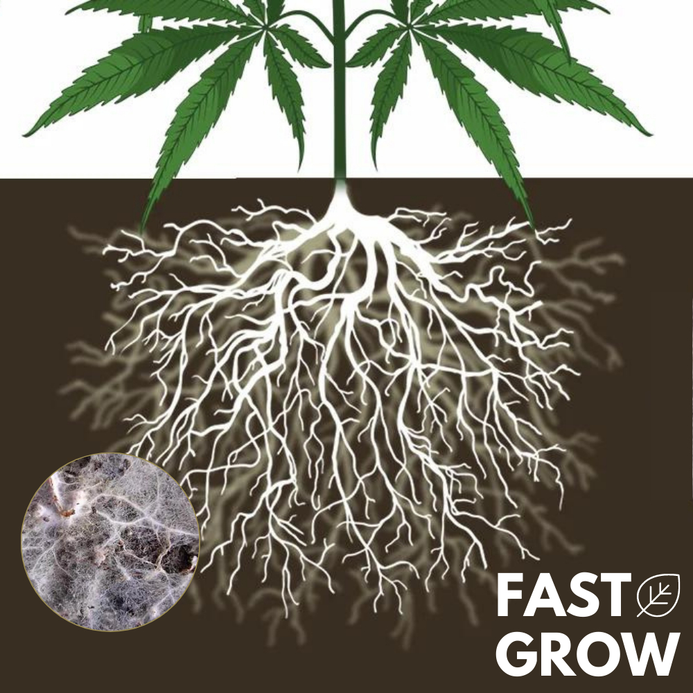 mycorrhiza-fastgrow-เชื้อราที่มีประโยชน์-ไมคอร์ไรซาคือฮีโร่ในดินของคุณ-ออร์แกนิค-100