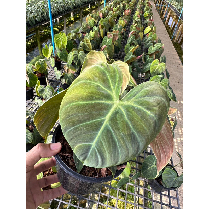 philodendron-el-choco-red