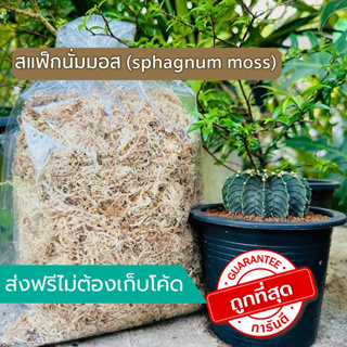 สแฟกนั่มมอส (Sphagnum moss) แบ่งขาย 100 กรัม วัสดุปลูก
