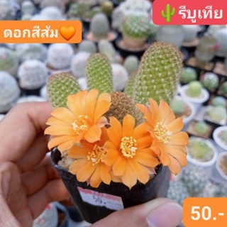 🌞รีบูเทีย ฟอร์มกอ ดอกส้ม 🌸 แคคตัสดอกสีสดใส ของมันต้องมี