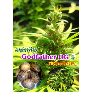 ‼️เมล็ด​ gotfather OG​แท้100%‼️คัดเมล็ดเพศเมีย90%‼️Outdoor/indoorเลี้ยงได้