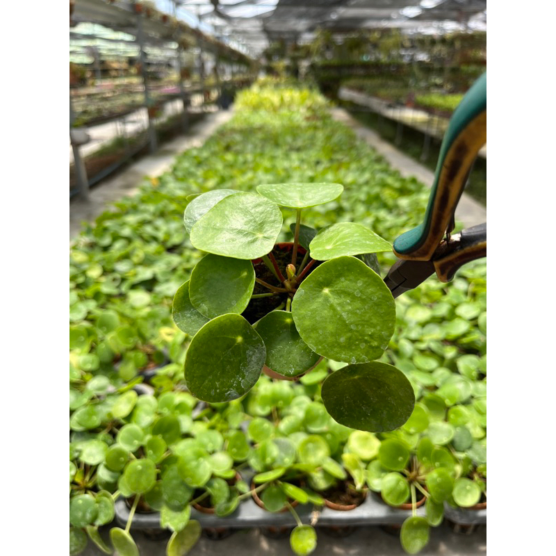 peper-romioides-pilea-3-นิ้้ว-แพนเค้ก-เหรียญทอง