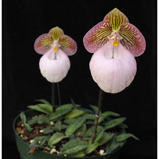 กล้วยไม้รองเท้านารีไมครันตั้ม Paphiopedilum micranthum 1 ต้น ไม้เลี้ยงรอดแล้ว