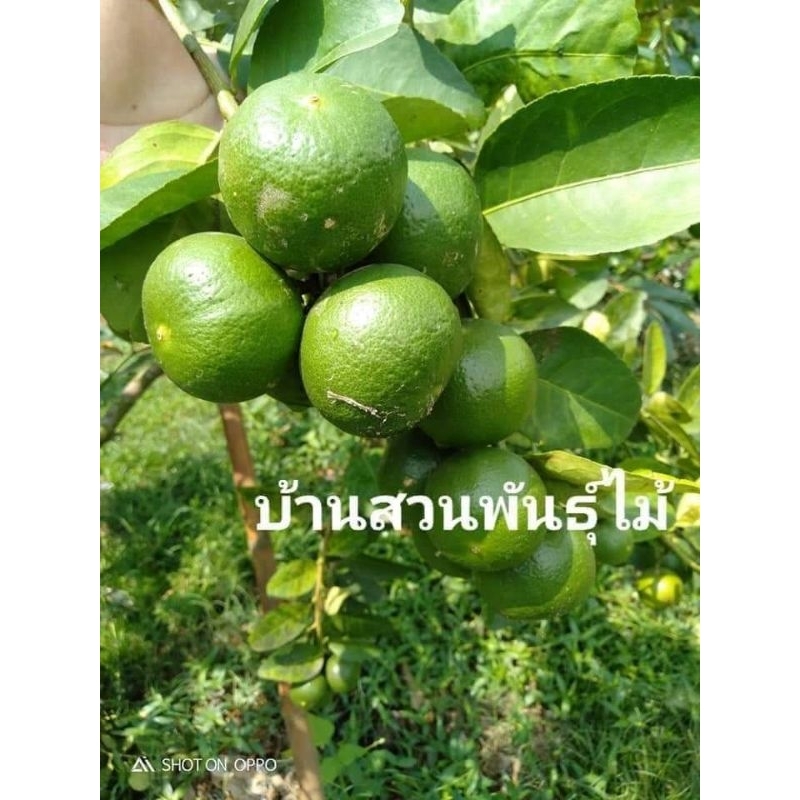 ต้นมะนาว-พันธุ์แป้นพิจิตร-1