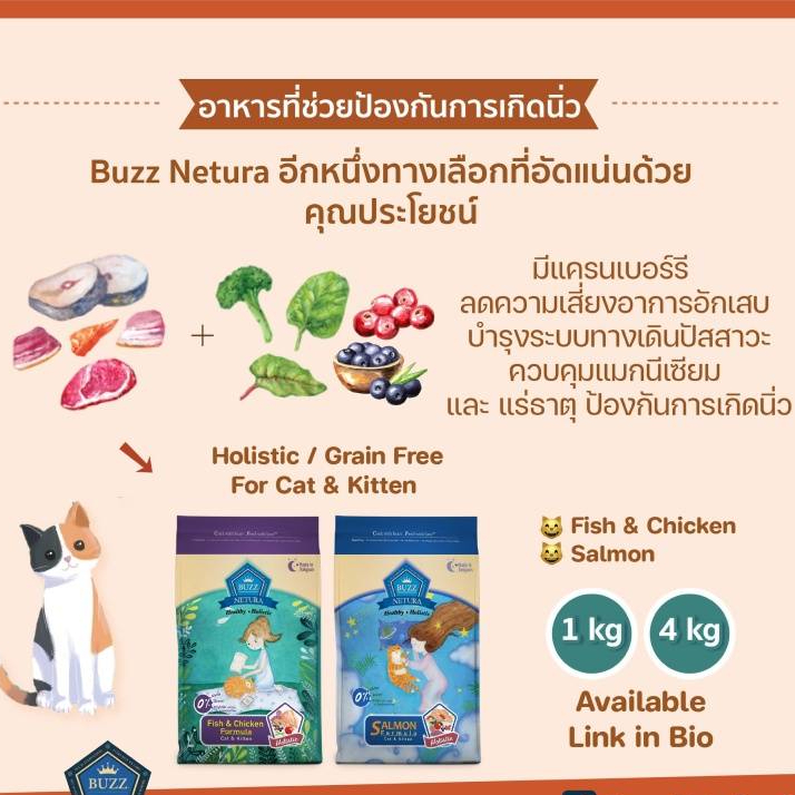 1-กิโล-buzz-netura-อาหารแมว-holistic-สูตร-เกรนฟรี-สำหรับทุกวัย-ไก่-แซลมอน-อายุ-1-เดือนขึ้นไป